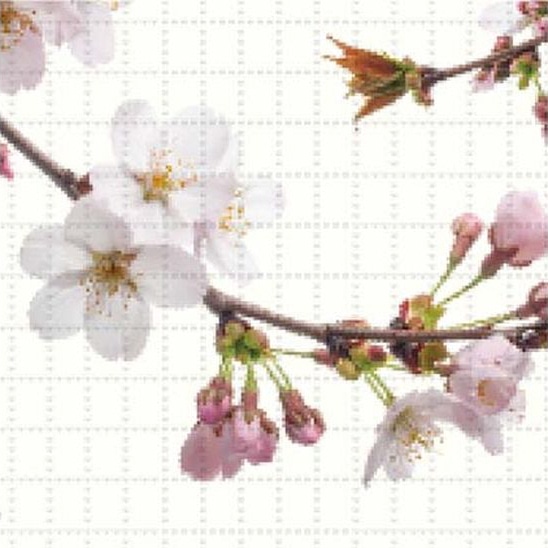 ������F�Ə_�炩�������t��������ꒅ